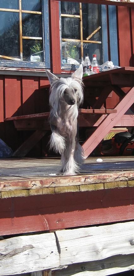 K9Madness Google Gigabyte