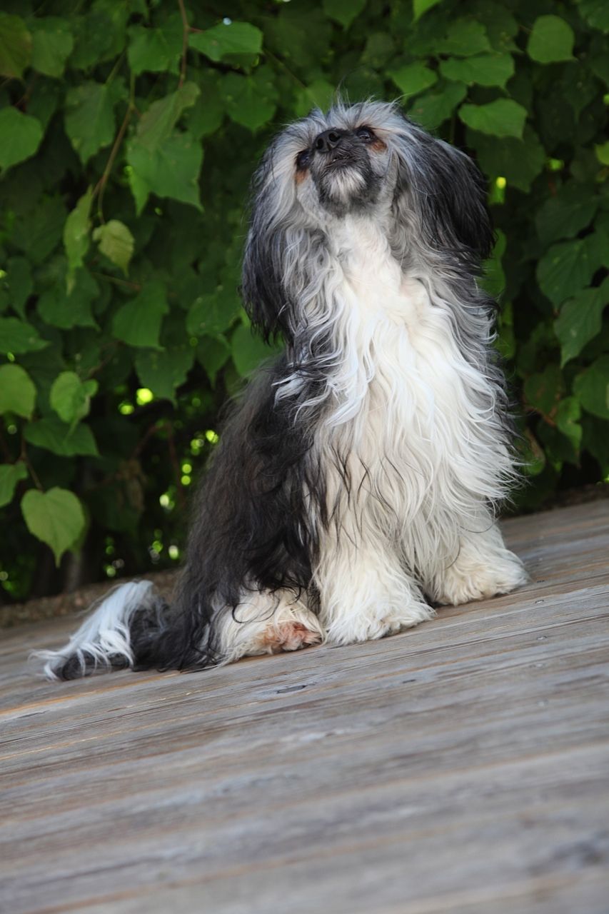 K9Madness Galactic Grid