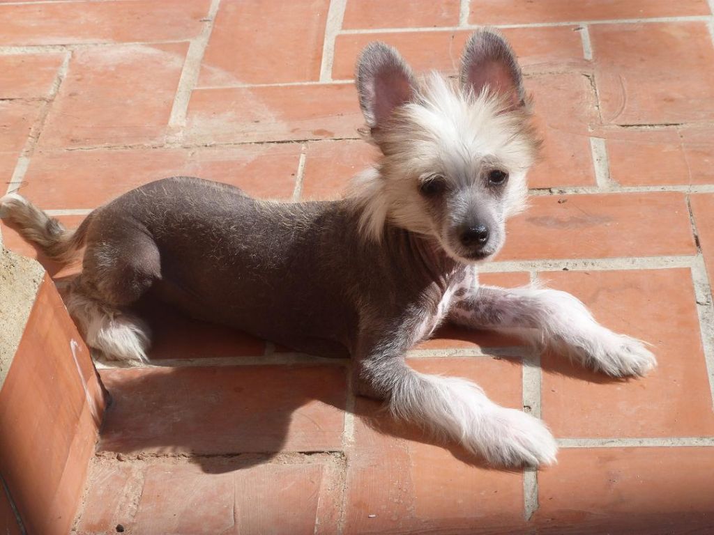 acxio de los jumichatos