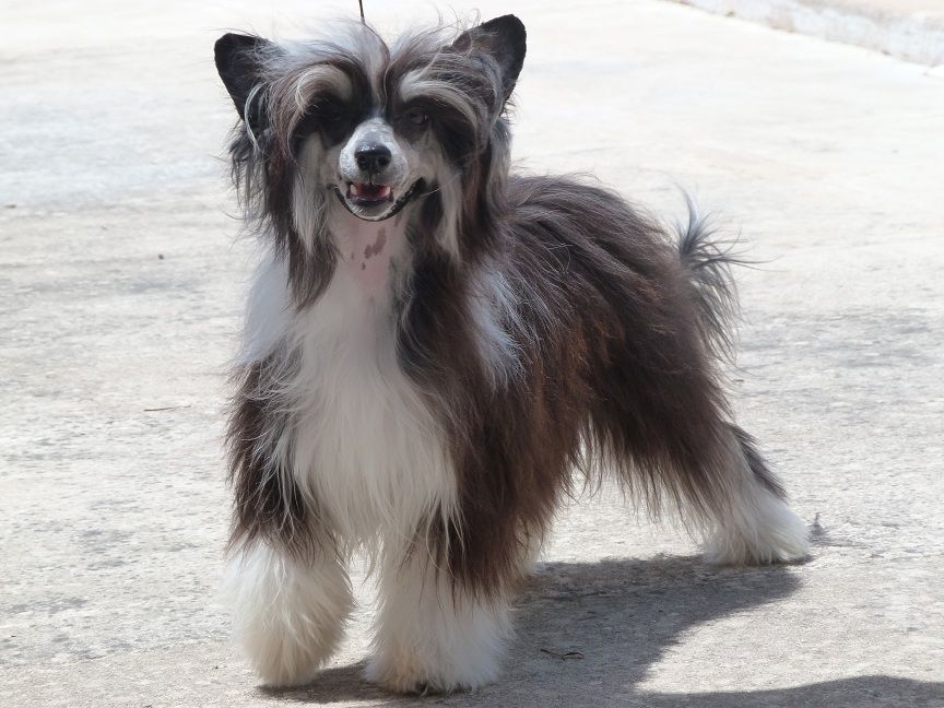 arya de los jumichatos