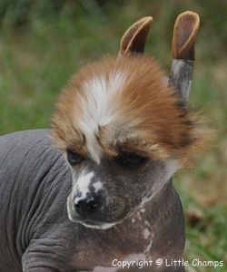 Kairouan Little Champs