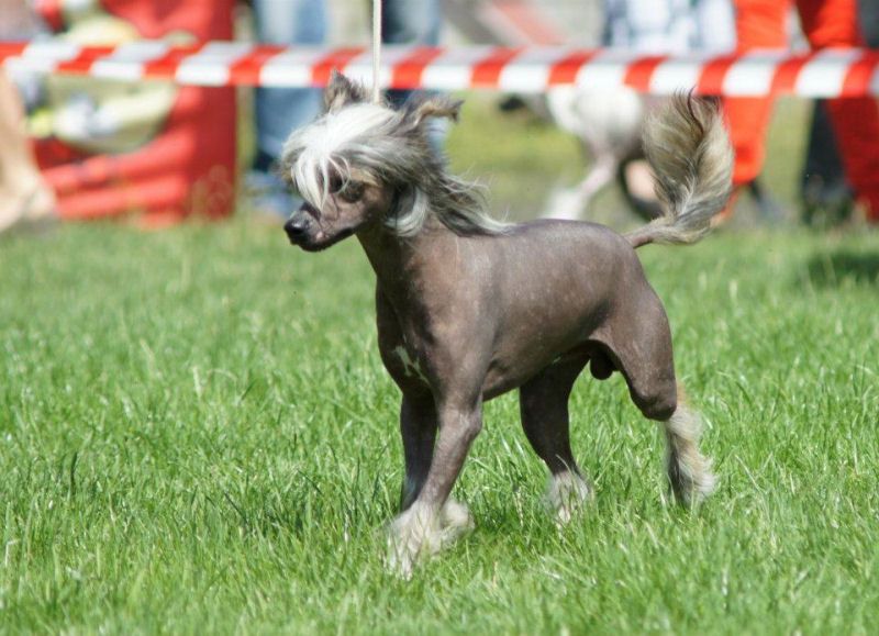 Mondral Nadobnisie i koczkodany