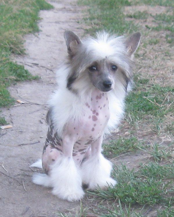 Angel O' Check Magnolia