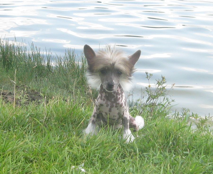 Angel O' Check Monte Karlo