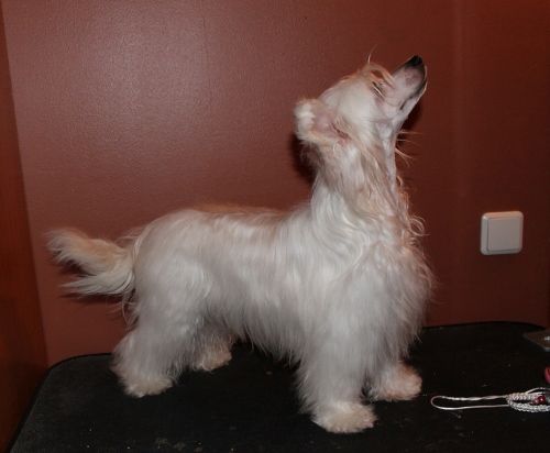 Laronja's Bold And Beautiful