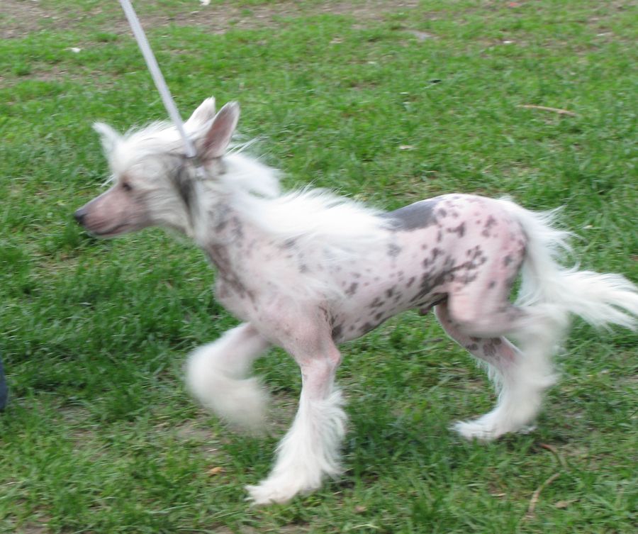 Angel O' Check Gimeney