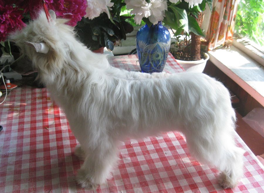 Angel O' Check Golubaya Laguna.