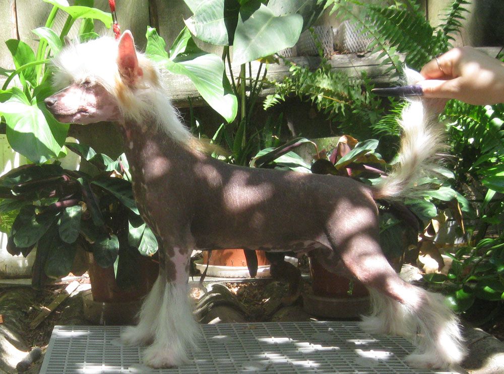 Angel O' Check Levkoi