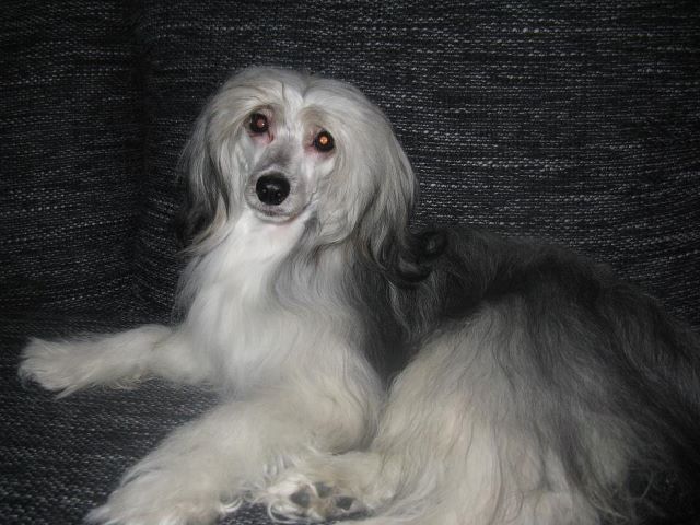 Benji Diamond of the Night