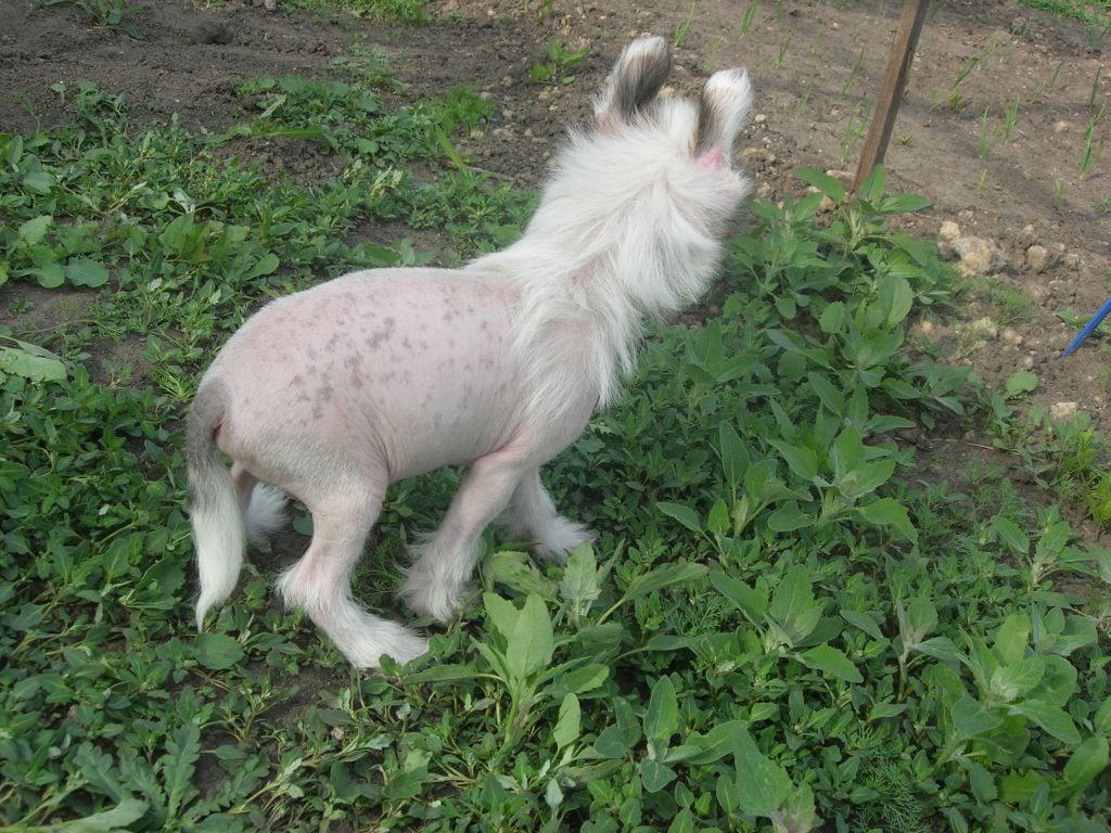 Rovanni Dgokattolo Hilary Duff