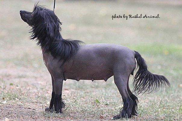 Elfgrace Venedika Kayra