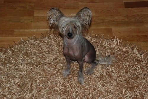 Denize'z Gizmo'z Nanna