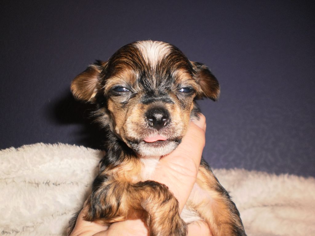 Denize'z Gizmo'z Loke