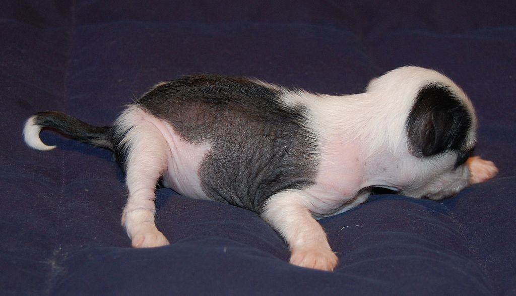 Crestyle Just as Good HL