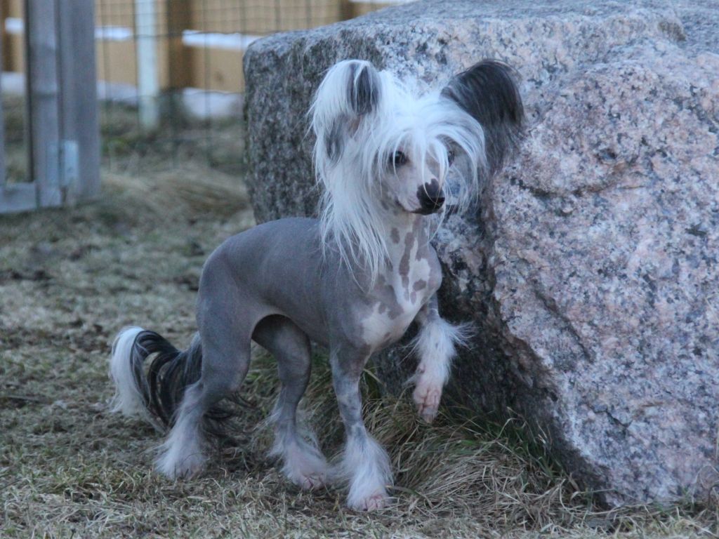 Mongoshi Love Moschino