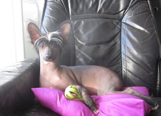 K' Axell Top Model De Rama