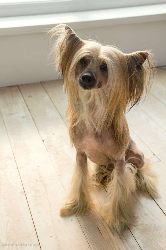 Olegro Katrin Kelvin Cute