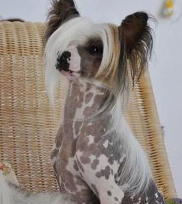 Karnac Little Champs