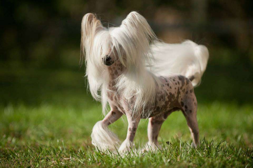 Kansas Little Champs