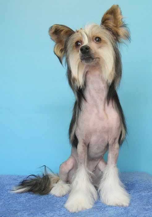 Vivat Sanraiz Too You Soul