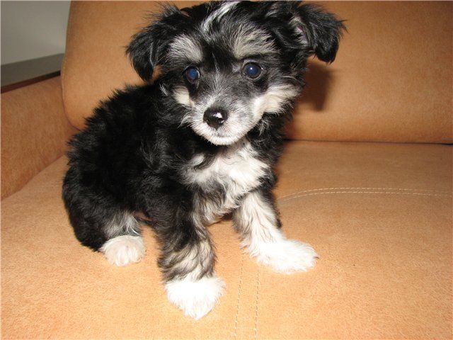 Shelcovij Shlejf Samson