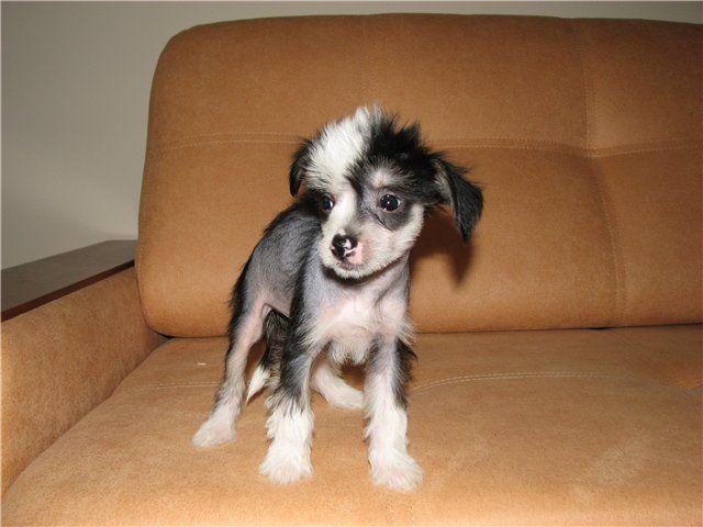 Shelcovij Shlejf Silver