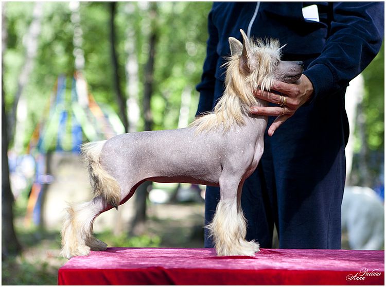 Prima Miledi Rolana Zingall Roz