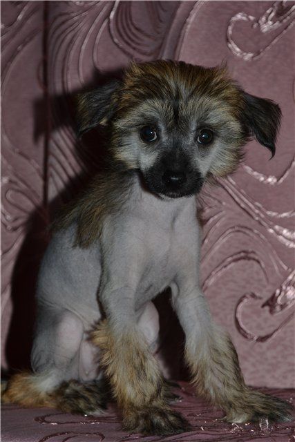 Vologodskiy Souvenir A'Lisa Ksolo Club