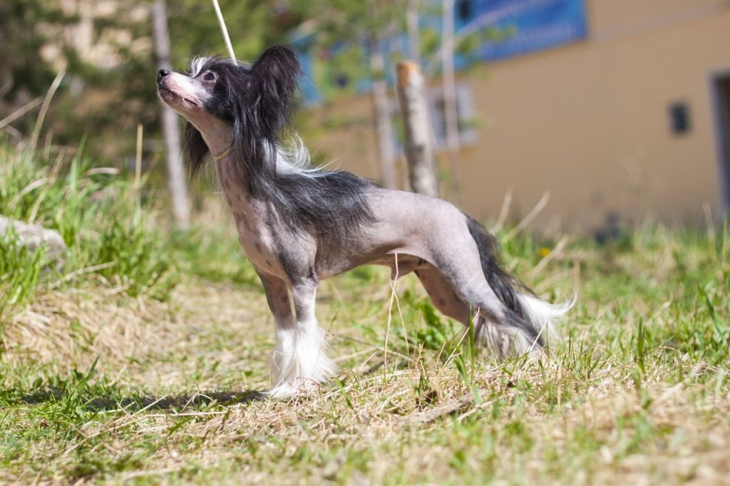 Olgivan Show Big Boss