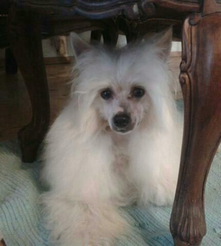 All that Jazz by Angel-Crest