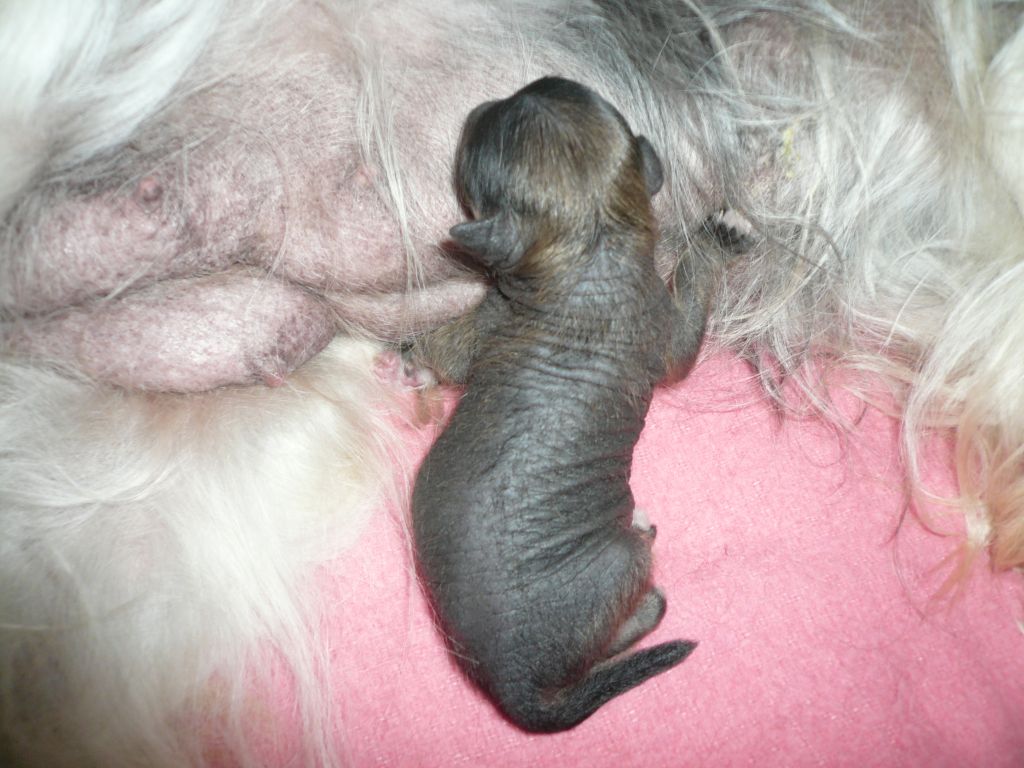 Charlie  Exotic World FCI