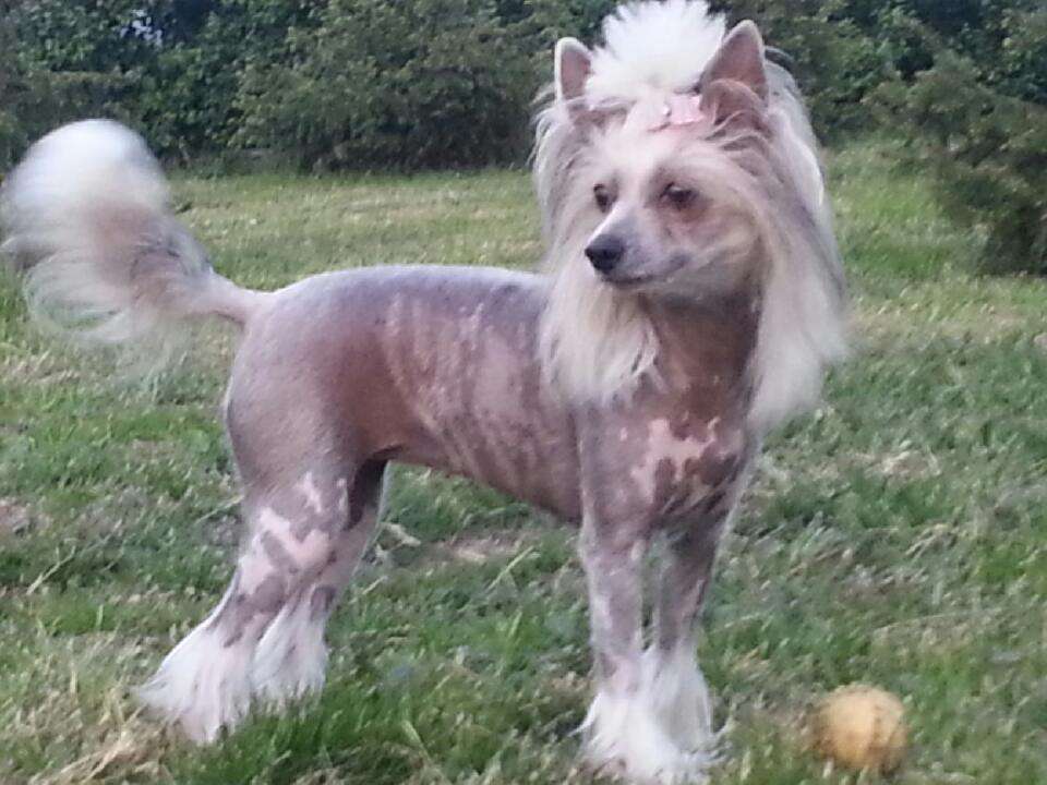 Carry  Exotic World FCI