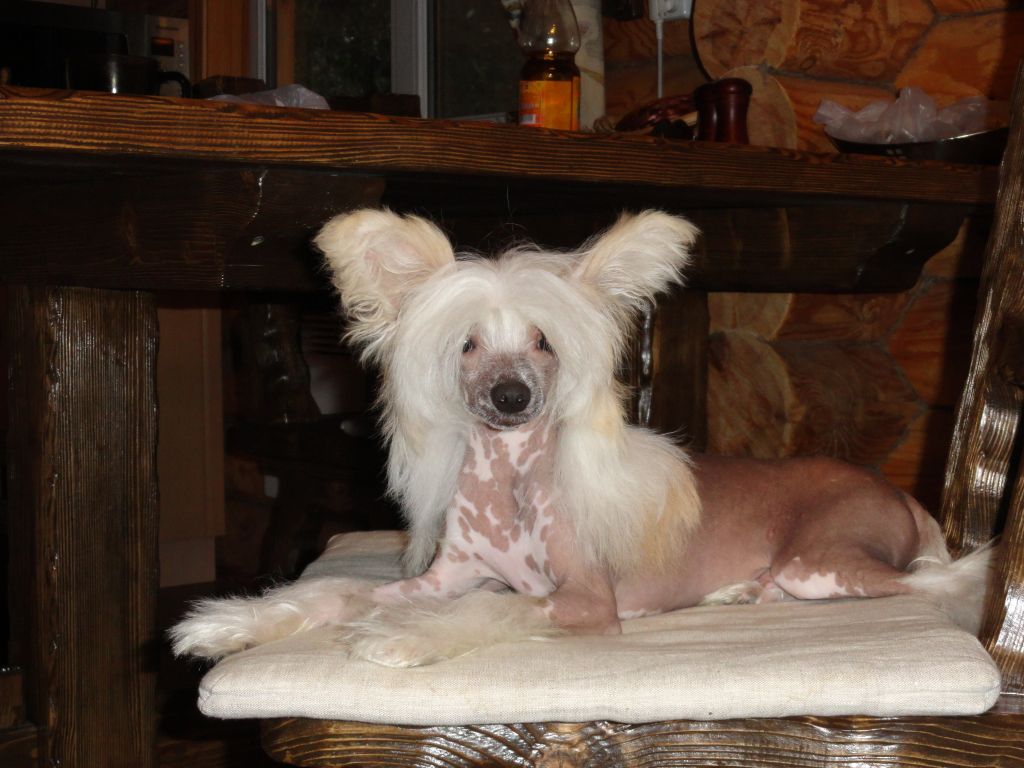 Zavorazhivayzhshii  vzglyad Irvin