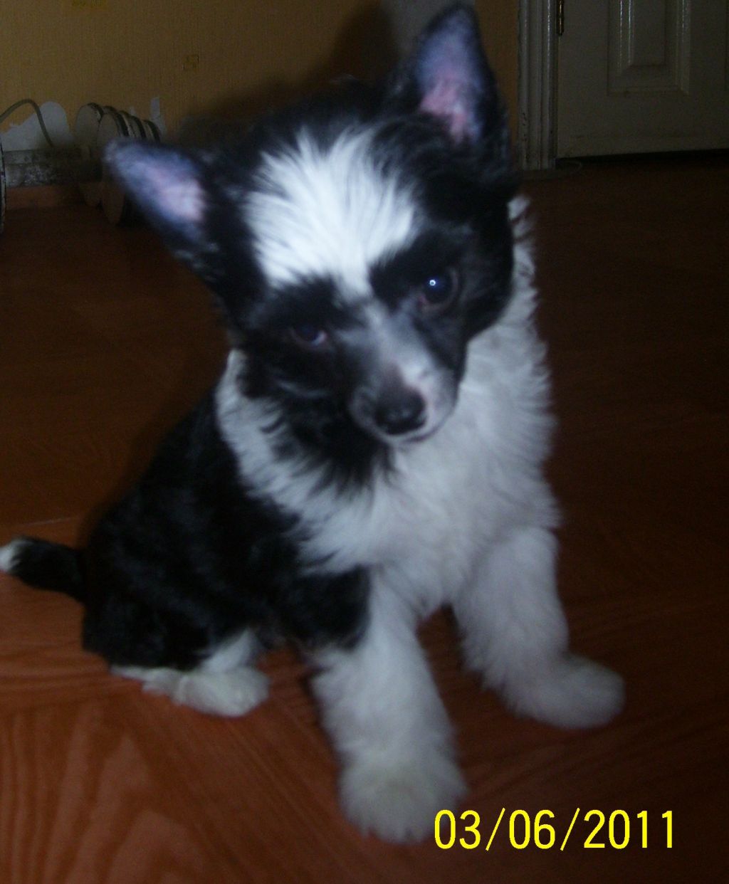 Znoinaya Krasotka Juliana by Dayana