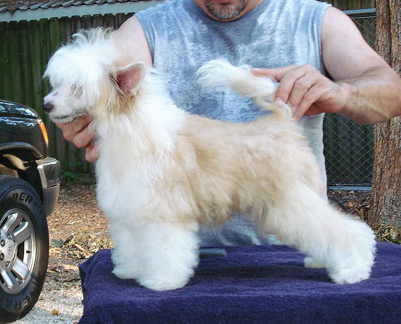 Andros Charmin Charlie