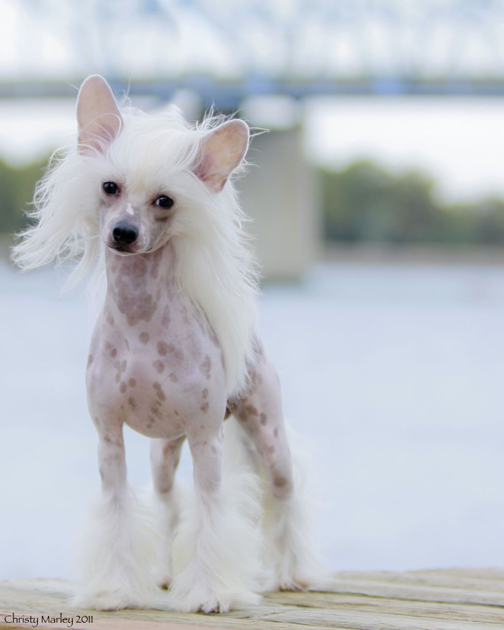 GCH. Shaken's Let it Ride