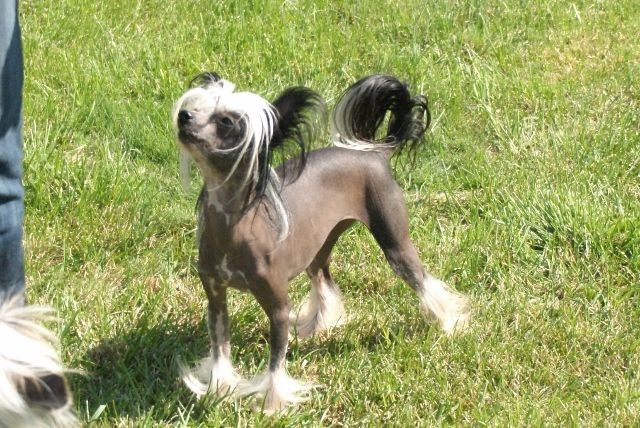 Dokkum Clouds Of A Scandal