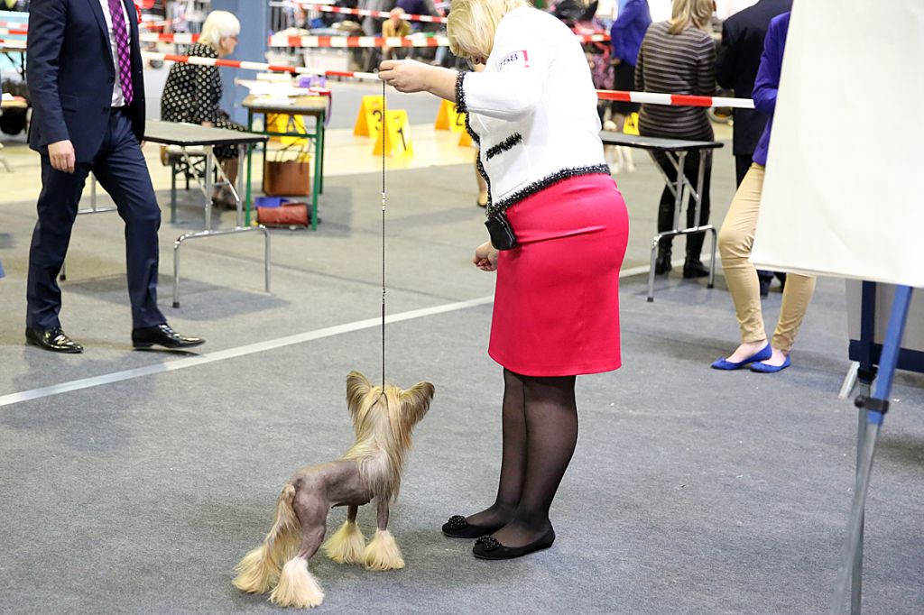 Alcora For Incanto Del Mondo  Molosos Gratzi