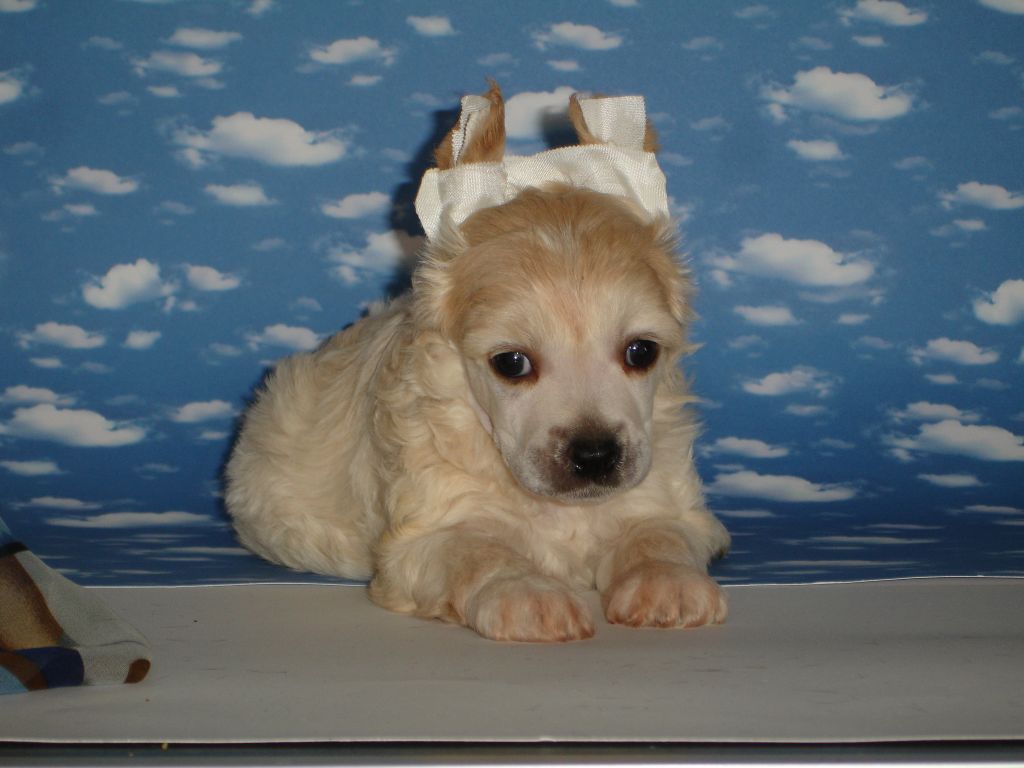 Rouber Balt  Sensey /