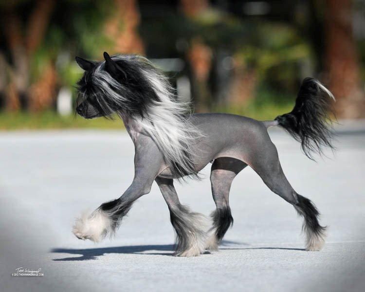 Puffin N Jewels Heart N Wind