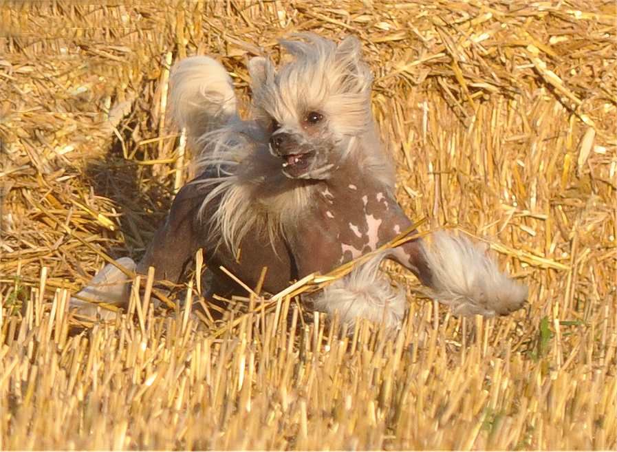 Amazing SheRa Rules by Angel-Crest