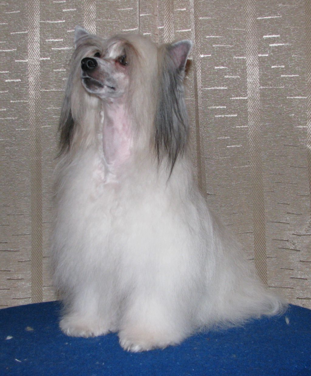 Debbie  Exotic World FCI