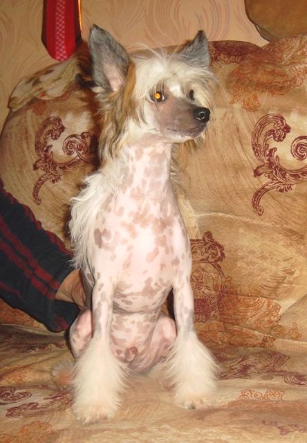 Angel O' Check Vivaldi 