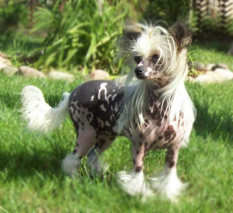 Angel O' Check Violet Butterfly