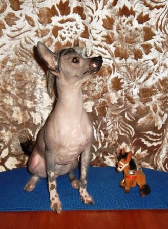 Angel O' Check Vanilla Dream.