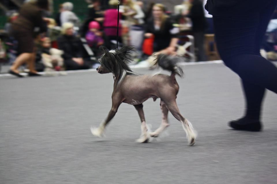 ChinoPata's Cobalt Cadillac