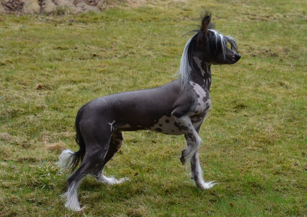 ChinoPata's Call Me Scallywag