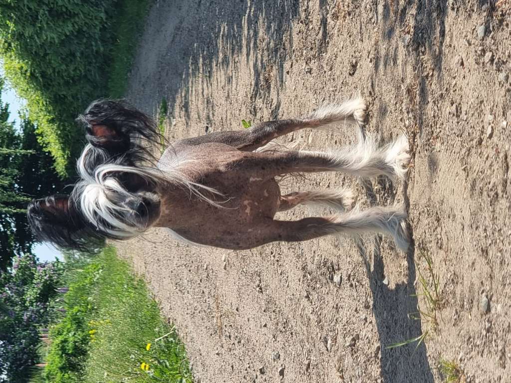 ChinoPata's Clumsy Lump