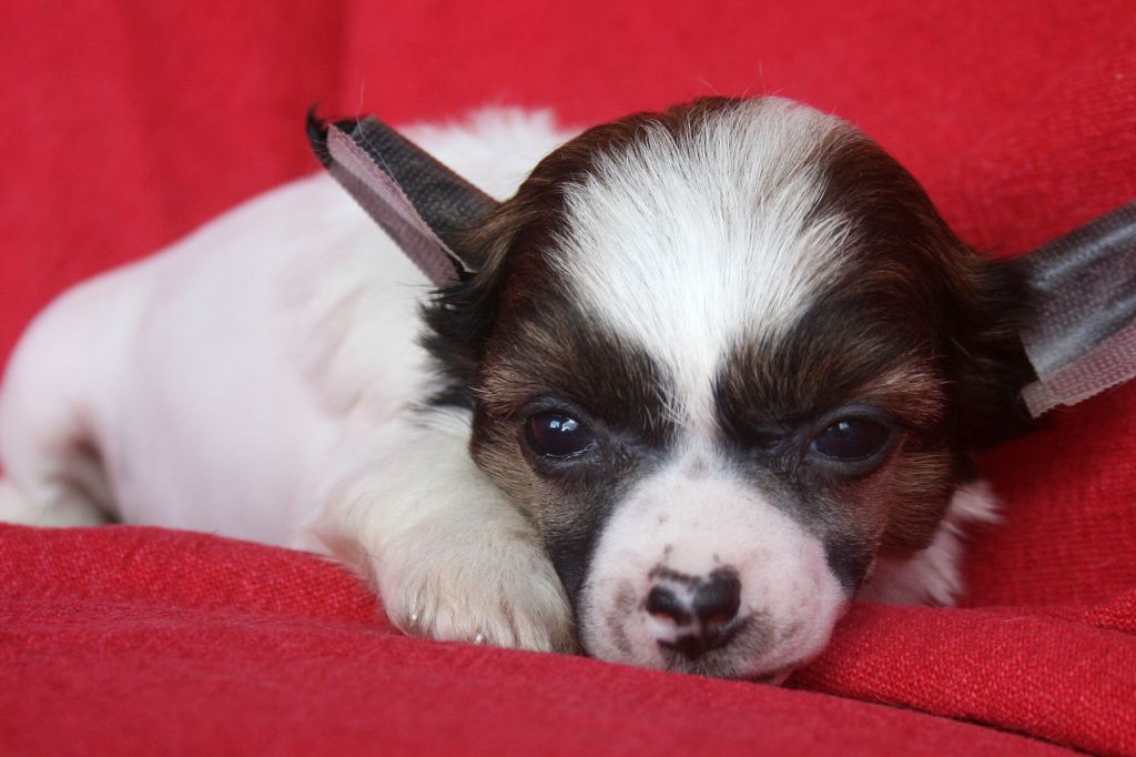 Sunset dreams Aretha