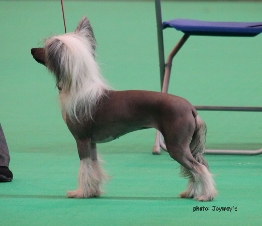 Bryelis Trick Or Treat